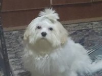 AŞILARI TAM 4.5 AYLIK YAVRU MALTESE