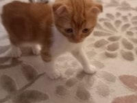 Oyunbaz bıcır scottish fold