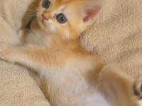 Golden British Shorthair Yavrular