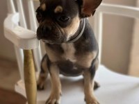 Blue tan dişi french bulldog
