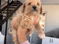 Maltipoo yavrusu köpeklerimiz
