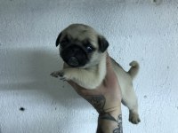 Yeni ailesini arayan kaliteli pug yavrular