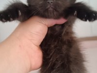 British shorthair tabby cinsi safkan