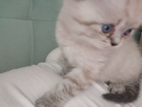 Kedimizin mama kum eğitimi var
