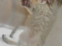 Dünya Tatlısı Erkek Yavru Scottish Fold