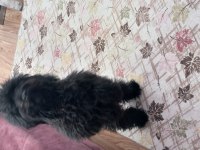 6 aylık Siyah Toy Poodle