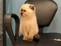 Scottish fold kediler