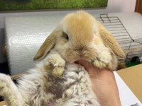 Mini Lop Tavşan Çiftliği - Her İle Gönderim!