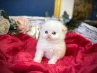 highland fold red point scottish fold bebeğimiz