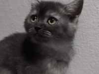 Scottish fold kedimize yuva olurmusun