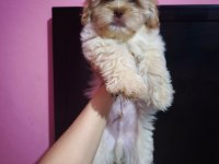 Kız ve erkek maltipoo