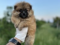 Pomeranian Yavrularımız