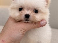 MİNİCİK POMERANİAN BOO