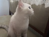 Kedim boncuğa acil yuva arıyorum