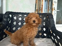 A kalite toy poodle yavrularımız