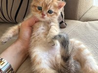 British shorthair golden