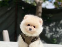 Yeni gelen sevimli pomeranian boo yavrular