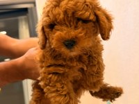 Toy poodle bebeğimiz yeni yuvasını arıyor