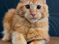 Maine coon dişi red rengi WCF