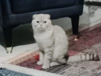 Sahiplendirilecek 1 yaşında kedimiz