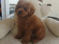 Çok tatlı toy poodle erkek yavru