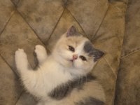 Tree Color British Shorthair Yavruları