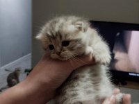 Scottish fold yavru kedimiz