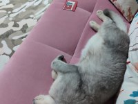 Ücretsiz sahibinden british shorthair