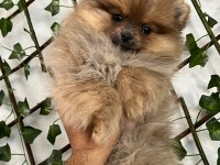 Safkan ve ırk garantili pomeranian boo