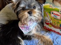 Minik prens yorkshire terrier