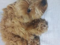 Maltipoo köpeğimiz tarçın bey yeni yuvasını arıyor