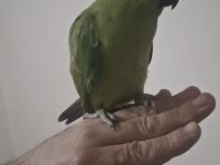Evcil Pakistan yavrumuz paşa