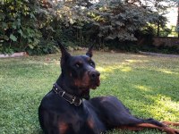 3 yaşında şecereli doberman