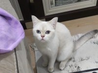 Uygun Yetişkin Cins Kediler