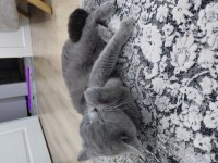 British shorthair ACİL SAHİPLENİLMESİ GEREKİYOR