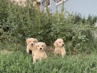 Sevimli Golden Retriever Yavrular