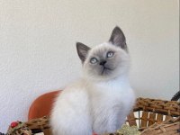 blue point british 4 aylık