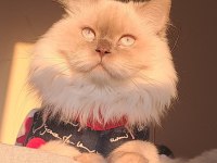 Yetişkin Şecereli British Longhair As1133 Erkek