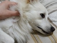 pomeranian tilki surat