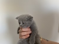 Scottish fold dişi erkek yavrular