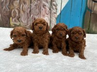 Ruhsatlı Poodle Evinden Erkek Dişi Poodle Bebeklerim