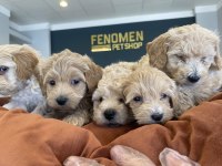 WC EĞTİMLİ MALTİPO YAVRULAR TOY POODLE YAVRULAR ANKARA