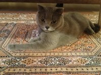 SCOTTİSH FOLD 2 YAŞINDA KEDİMİZ