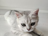 5 aylık yavru british shorthair