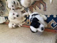 Minik canlar maltese