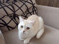 patron terk edildi ona aile arıyorum tekir
