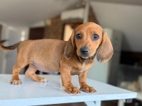 Türkiyede Tek Dachshund Yavrumuz