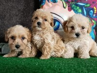 Maltipoo köpeği yavrularımız