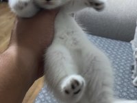British shorthair silver