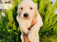 Golden retriever yavru köpeklerimiz